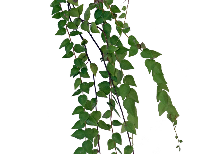 Sphyrospermum buxifolium var Ecuagenera