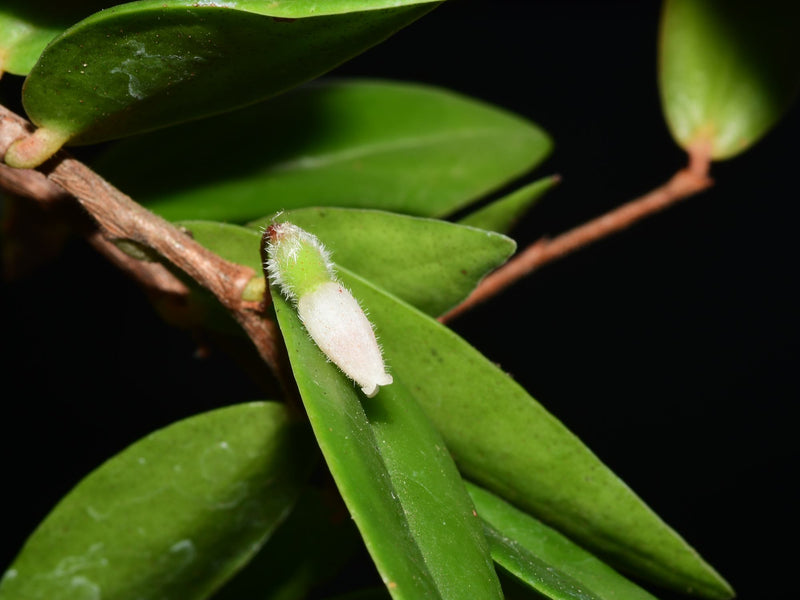 Sphyrospermum buxifolium var. albo-roseus