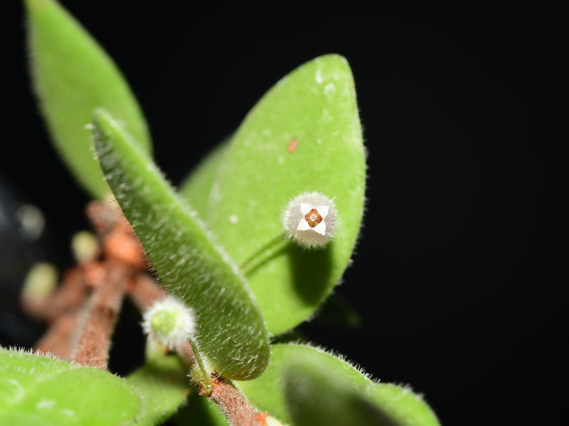 Sphyrospermum buxifolium var. chlorinus