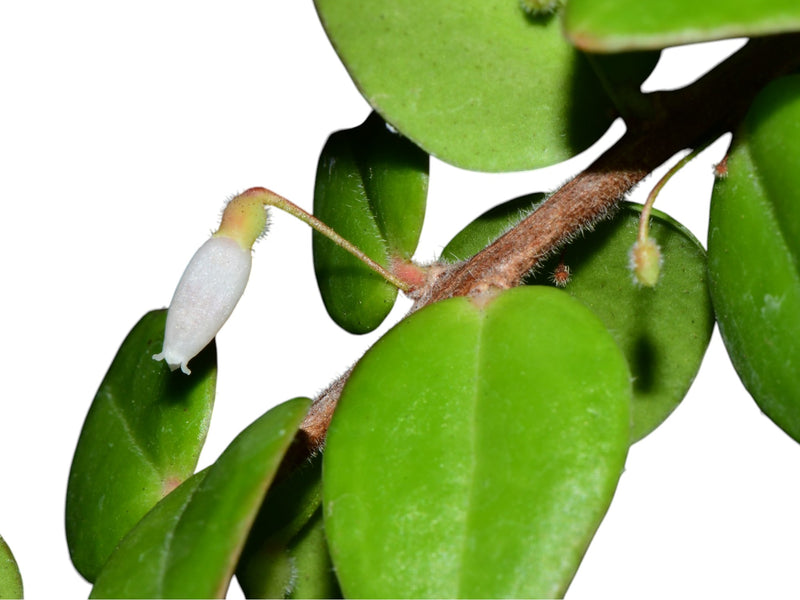 Sphyrospermum cordifolium