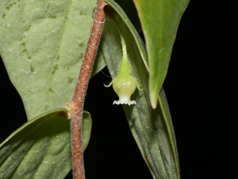 Sphyrospermum croatii