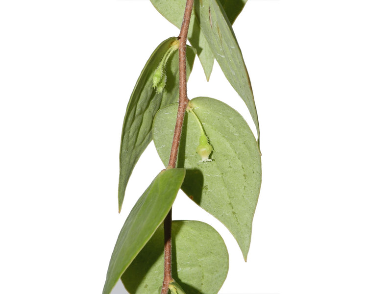 Sphyrospermum croatii