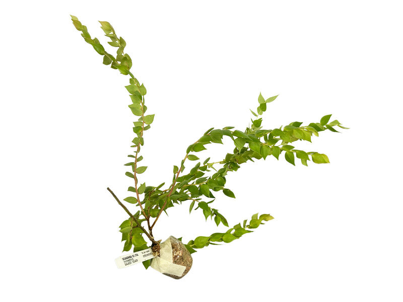 Sphyrospermum haughtii