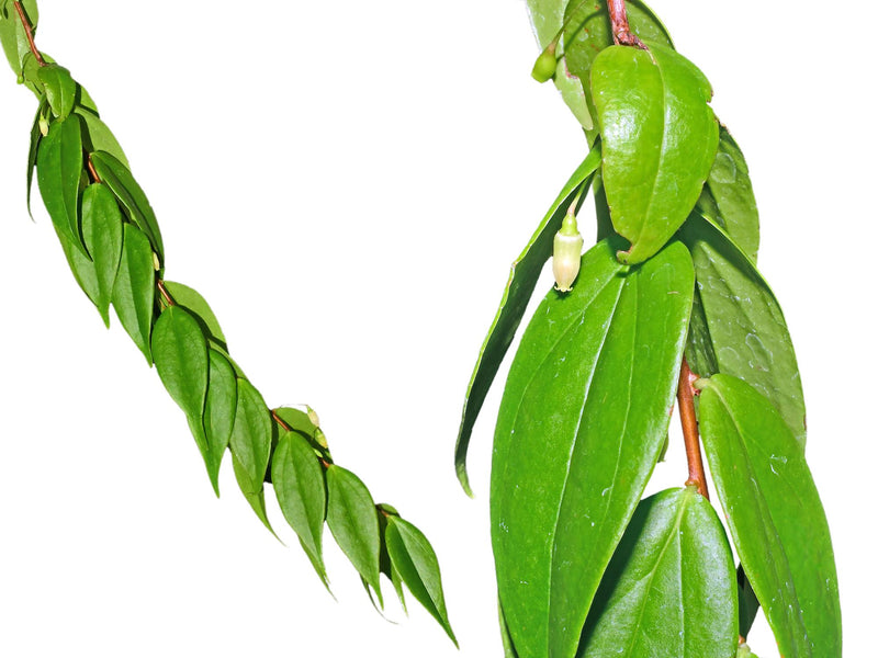 Sphyrospermum juanpabloi