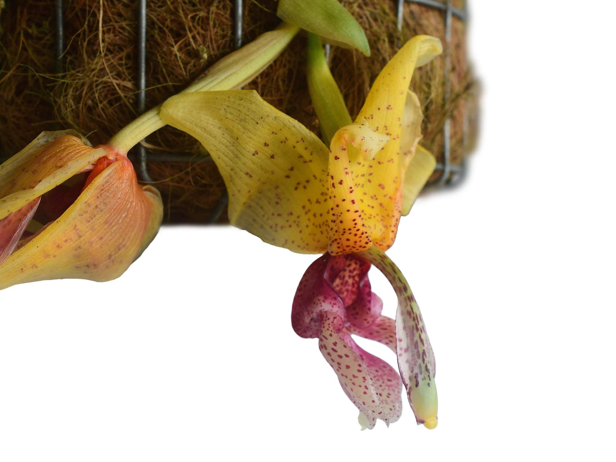 Stanhopea Shinjik x Yolanda Breck – Fragrant Bicolor Hybrid Orchid