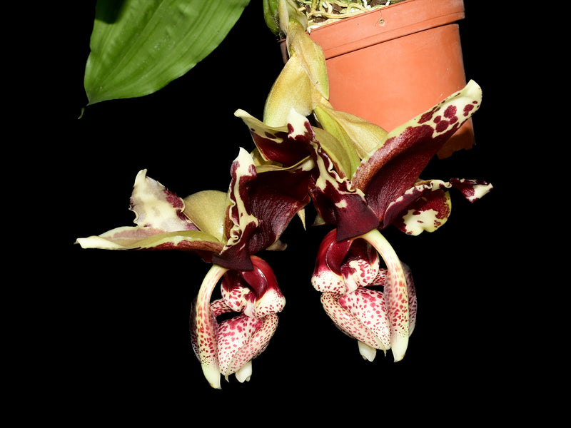 Stanhopea Azuay