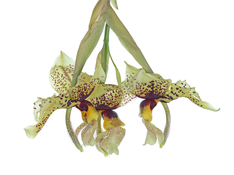 Stanhopea Azuay