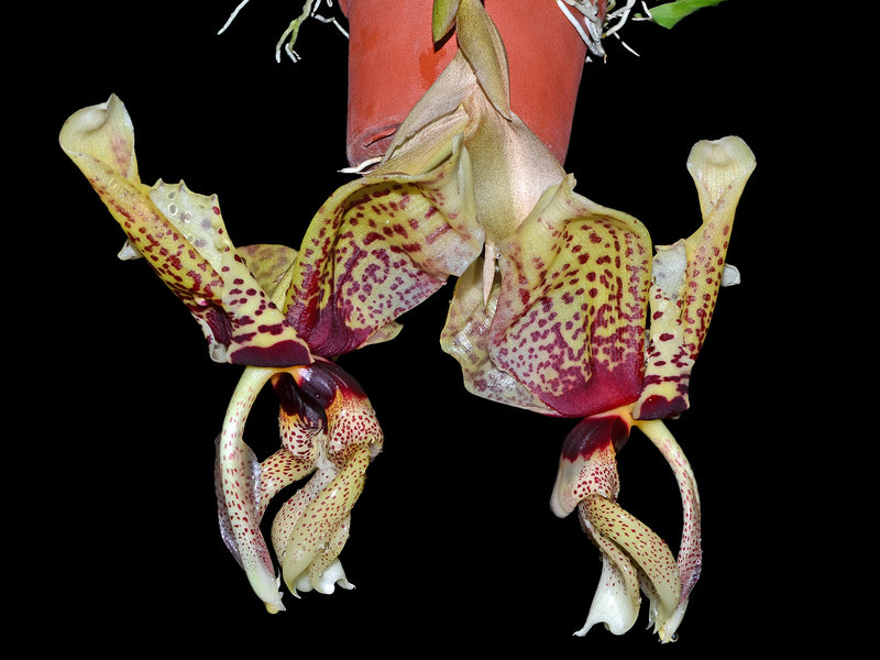 Stanhopea Azuay