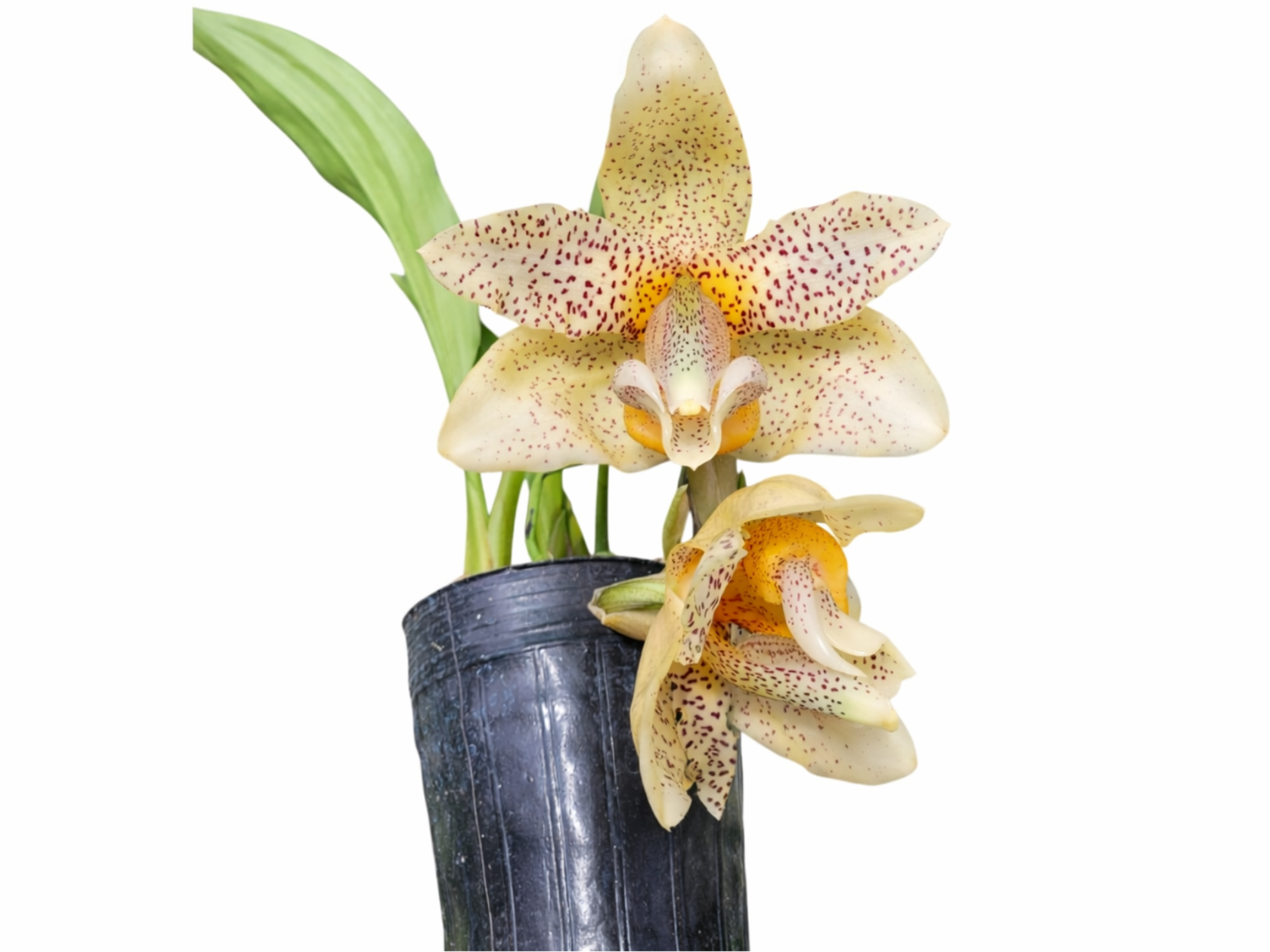 Stanhopea Eugene