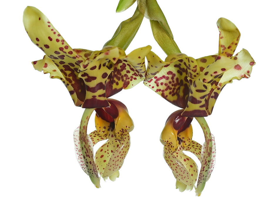 Stanhopea Gualaceo x Stanhopea nigra