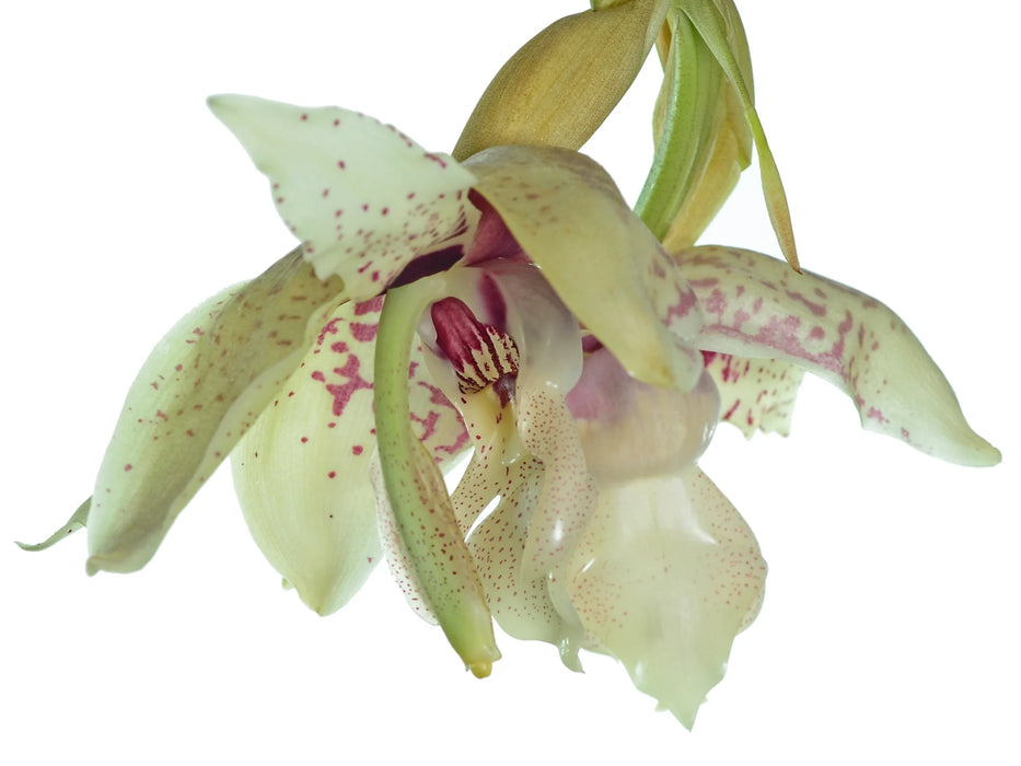 Stanhopea Lydia Bush