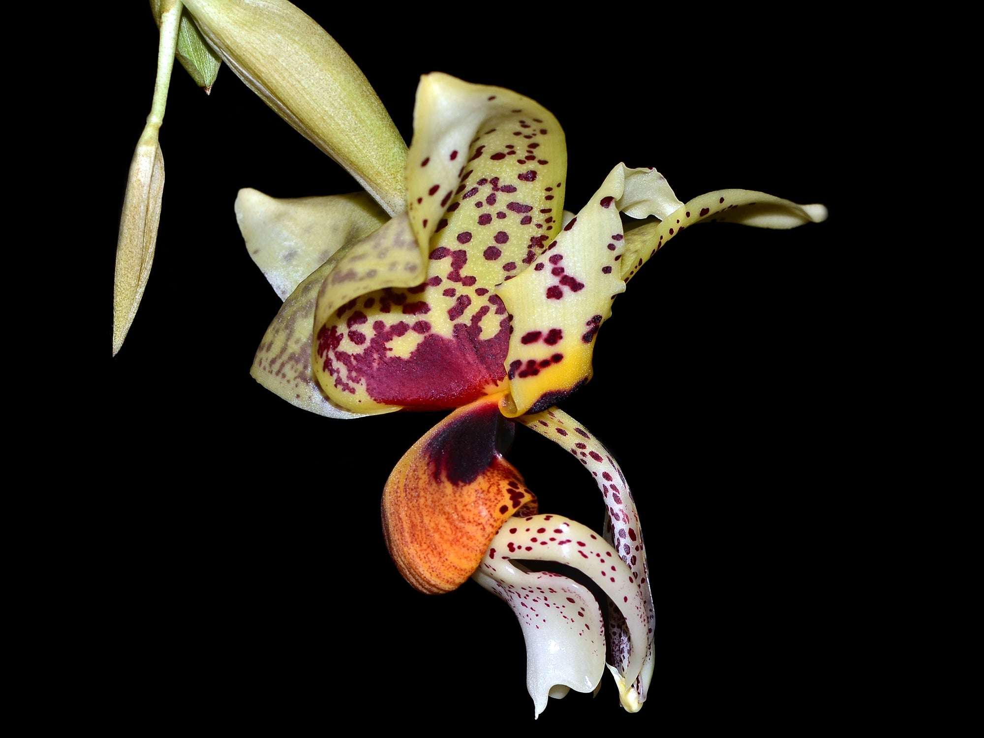 Stanhopea Shinjik — Ecuagenera Orquídeas del Ecuador