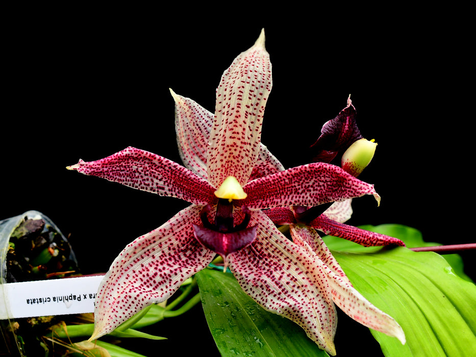 Stanhopea Shinjik x Paphinia cristata