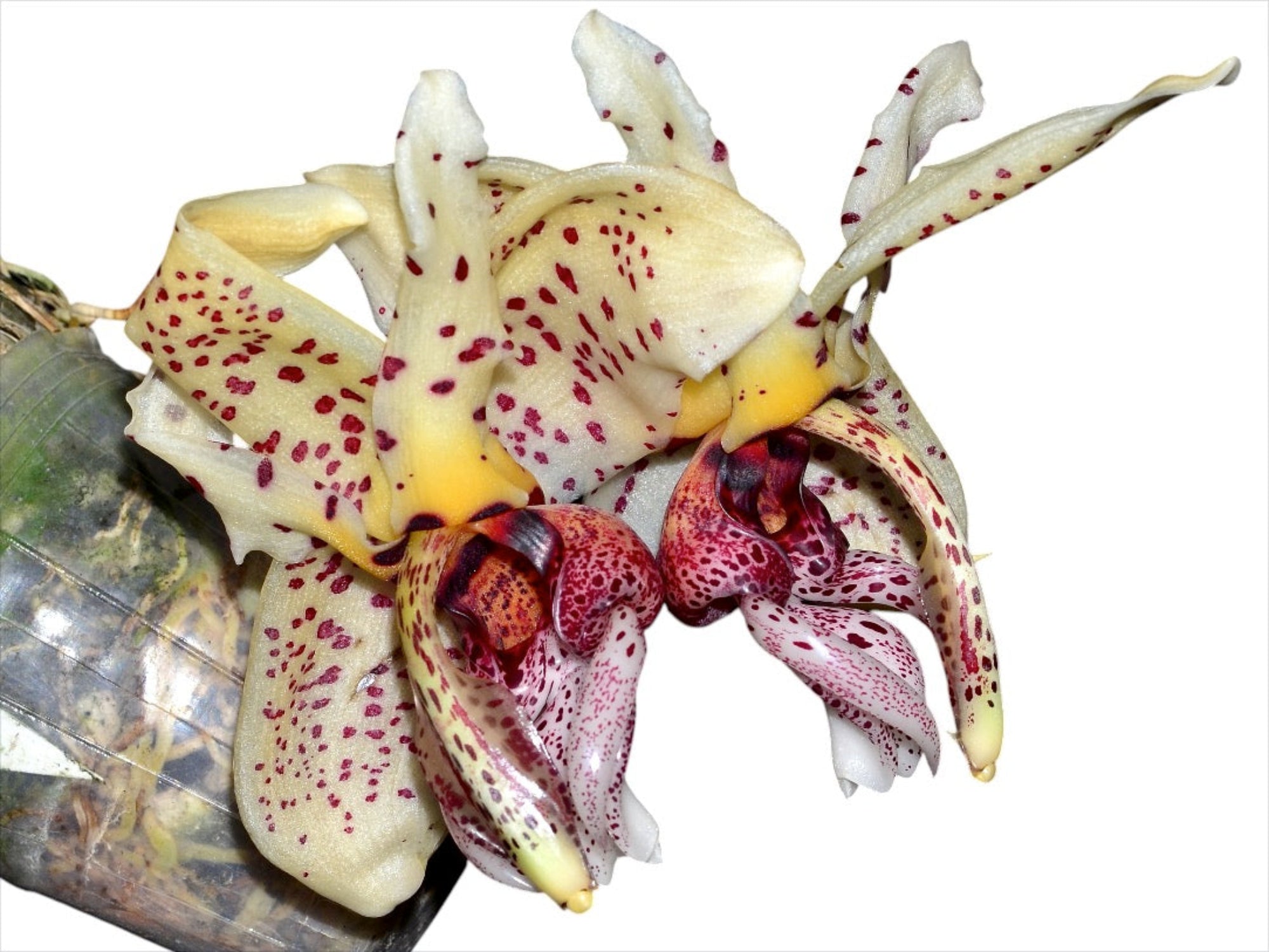 アリシアスタン Shelby Orchid Mps.