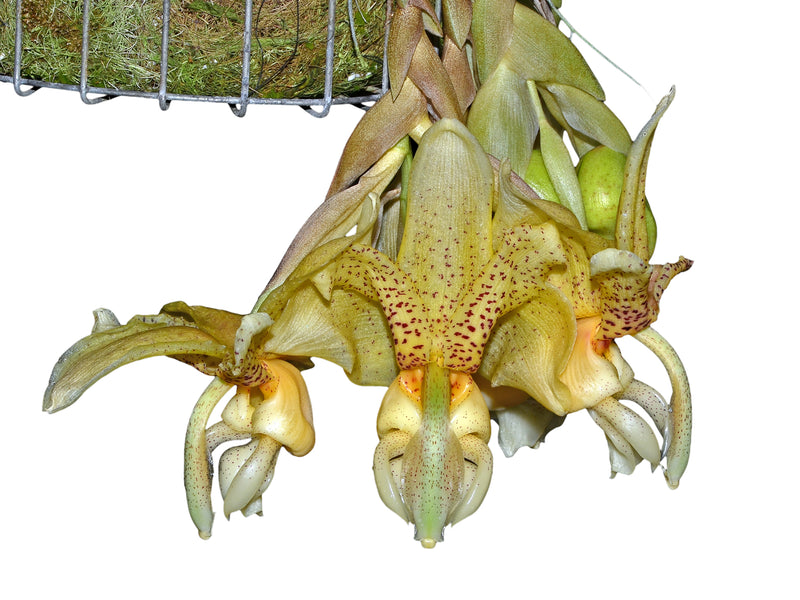 Stanhopea Yolanda Breck