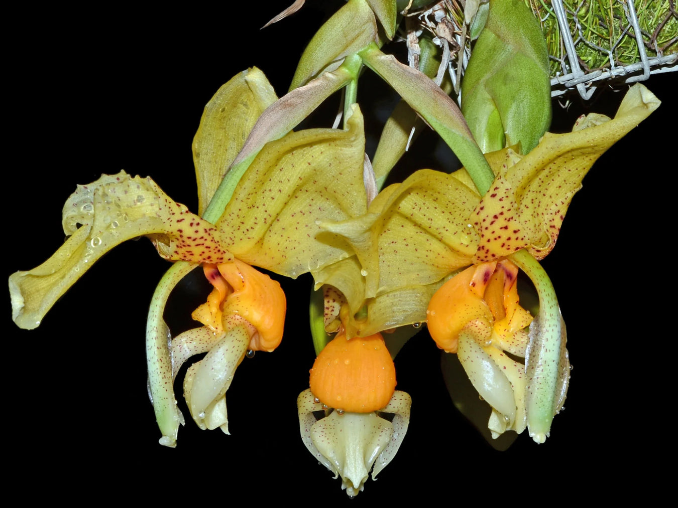 Híbrido de Stanhopea