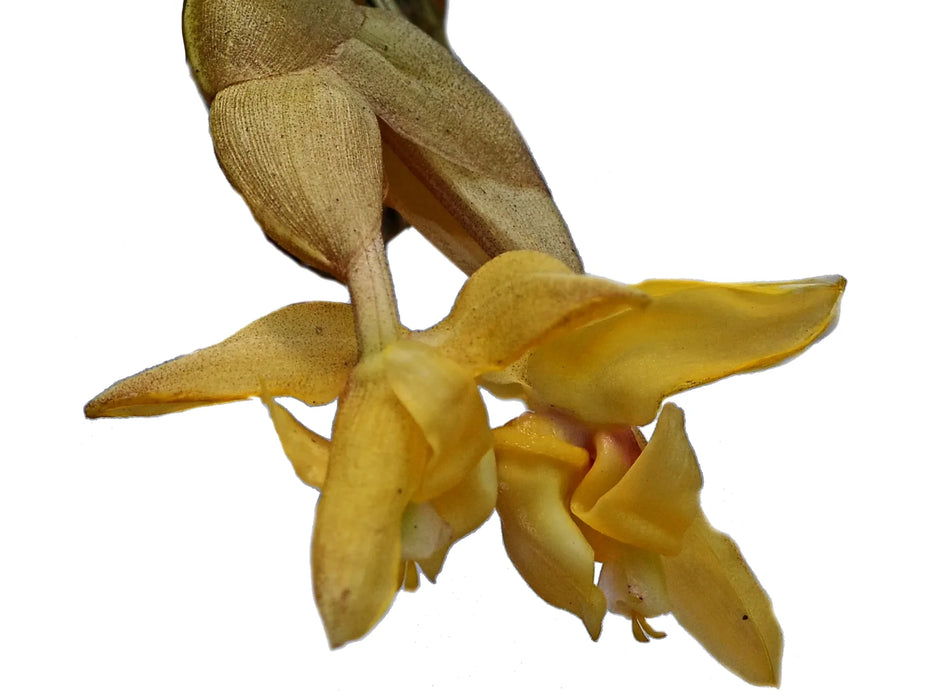 Stanhopea annulata