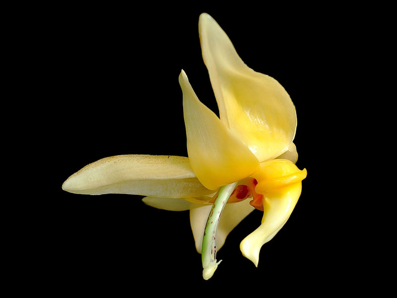 Stanhopea avicula