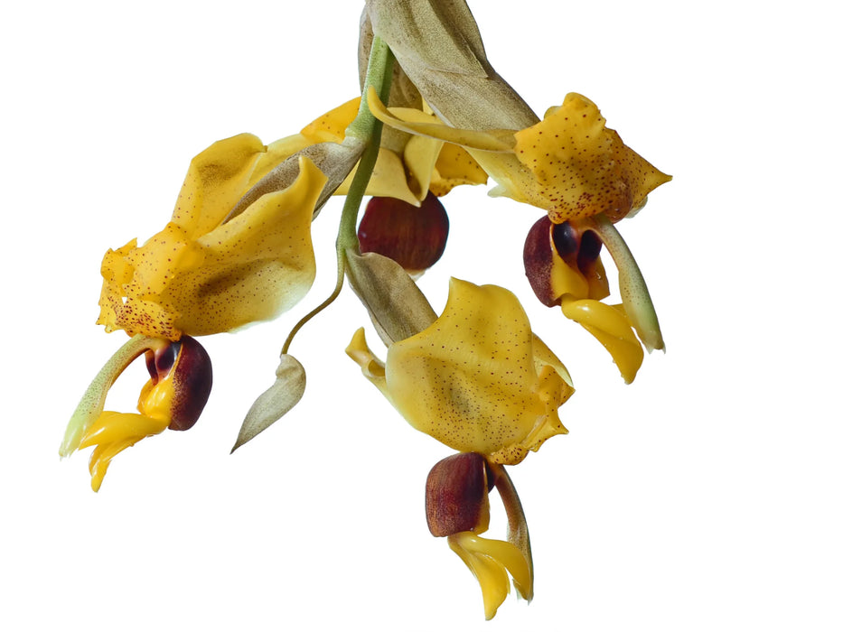 Stanhopea connata