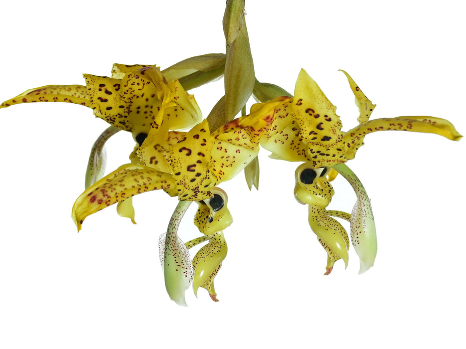 Stanhopea costaricensis