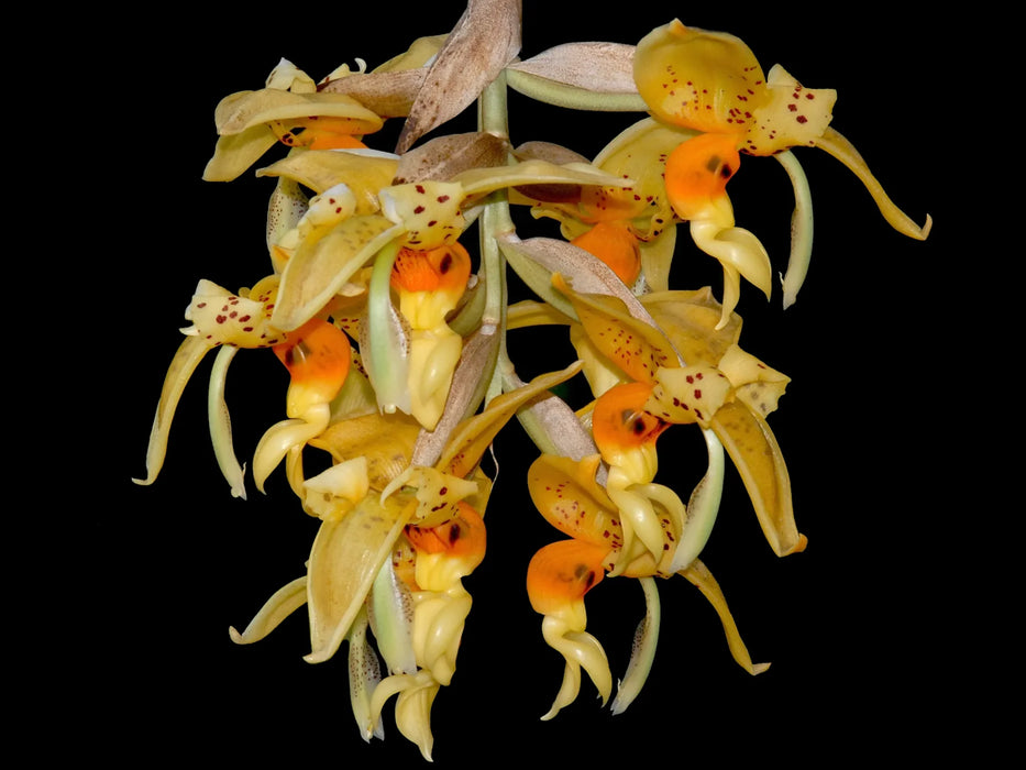 Stanhopea embreei orange