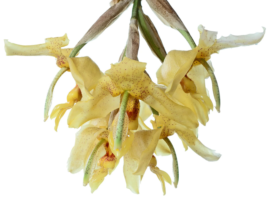 Stanhopea gibbosa