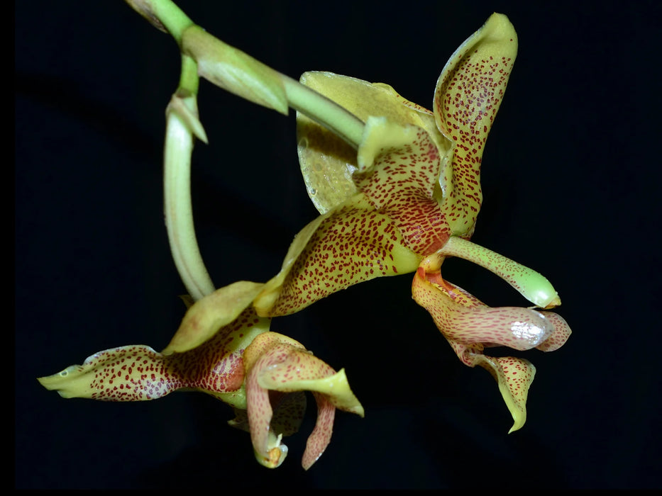 Stanhopea gibbosa x Stan.nigra x Hlt.wallisii