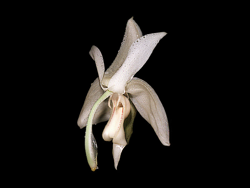 Stanhopea grandiflora