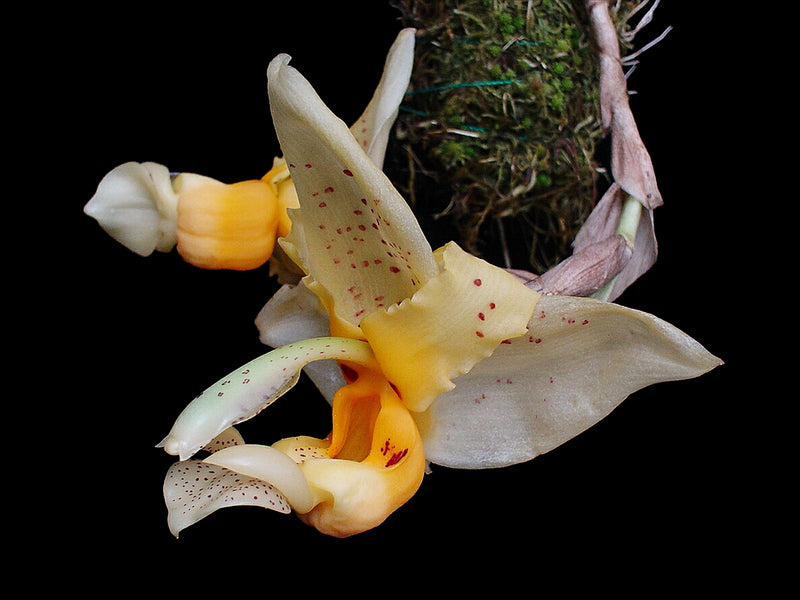 Stanhopea impressa