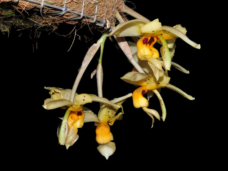Stanhopea impressa
