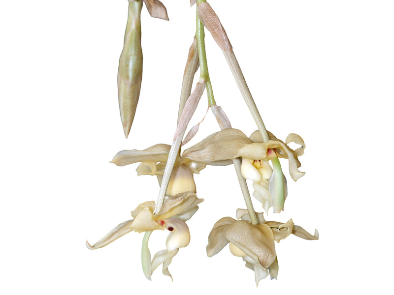 Stanhopea lietzei