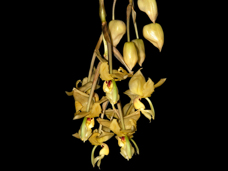 Stanhopea lietzei