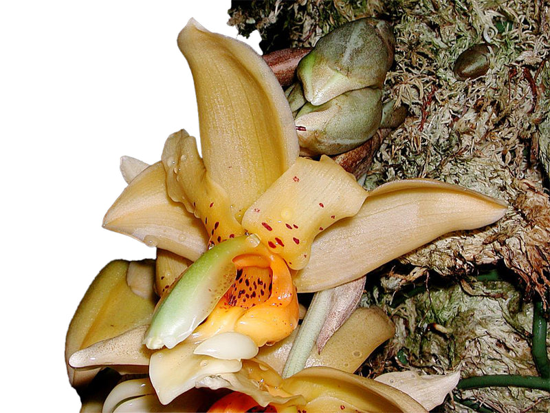Stanhopea maculosa