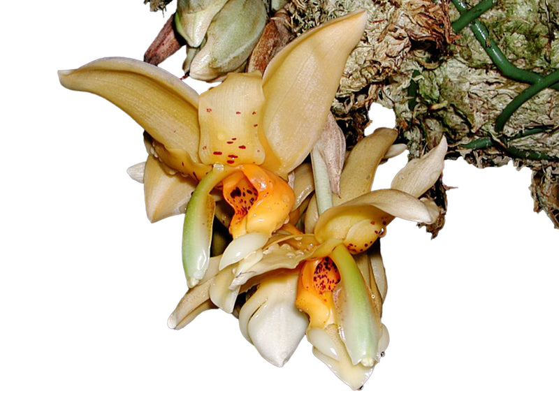 Stanhopea maculosa