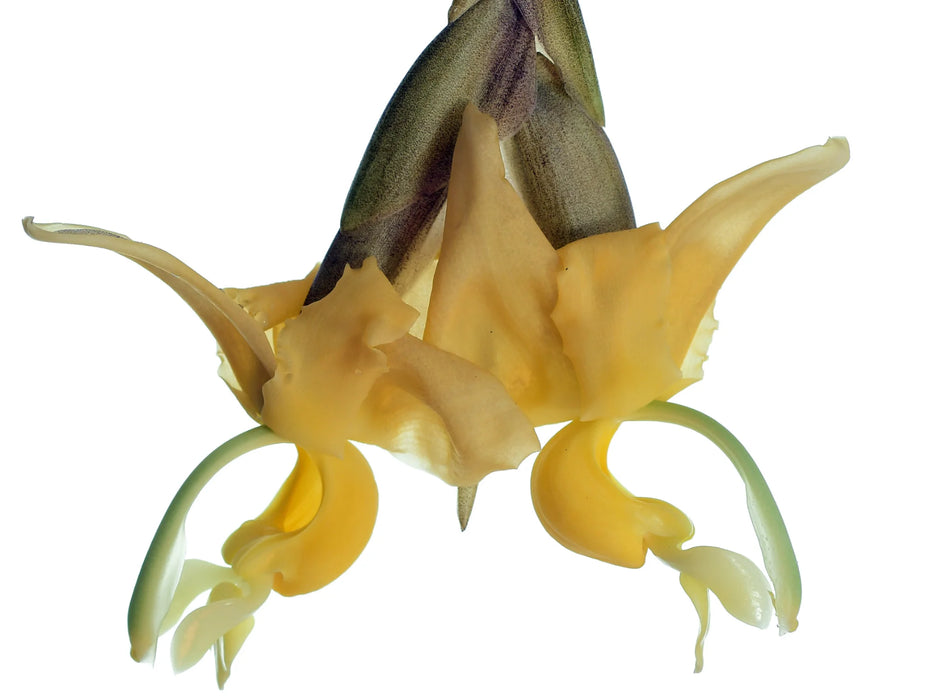 Stanhopea maduroi