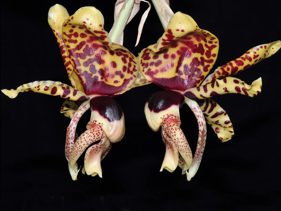 Stanhopea nigroviolacea