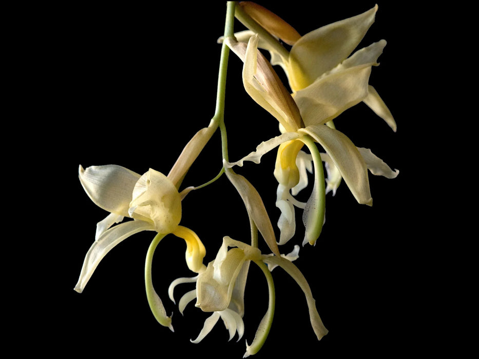 Stanhopea panamensis