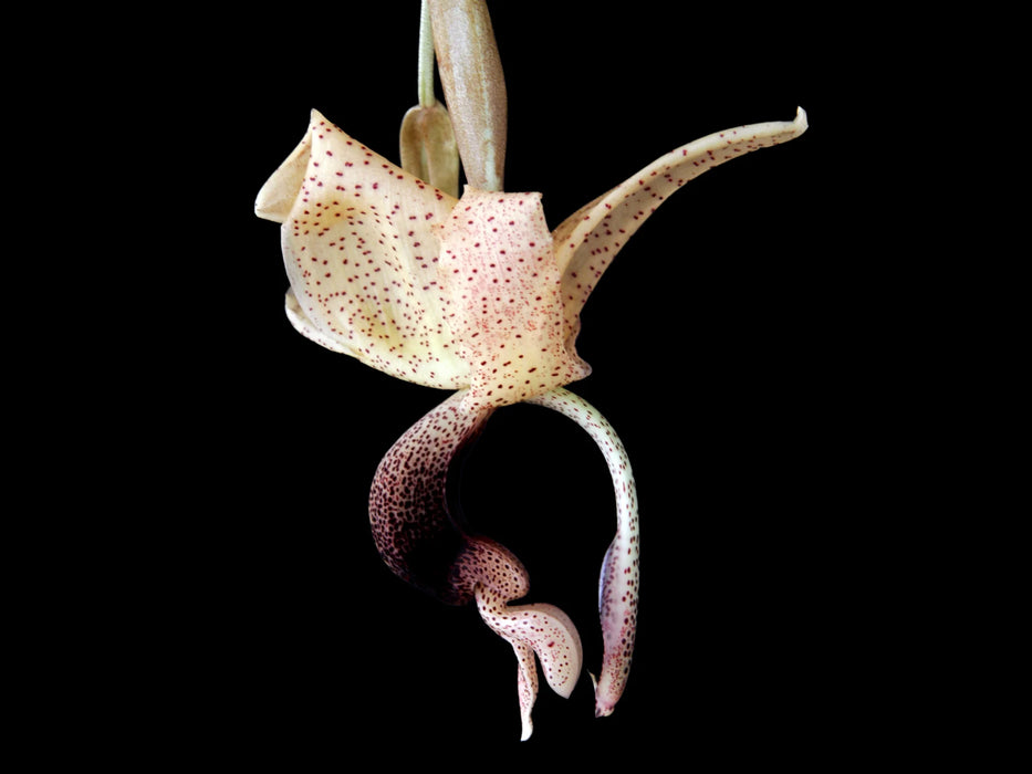 Stanhopea platyceras