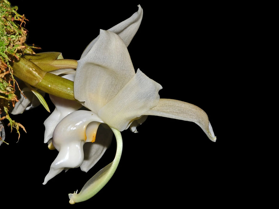 Stanhopea reichenbachiana