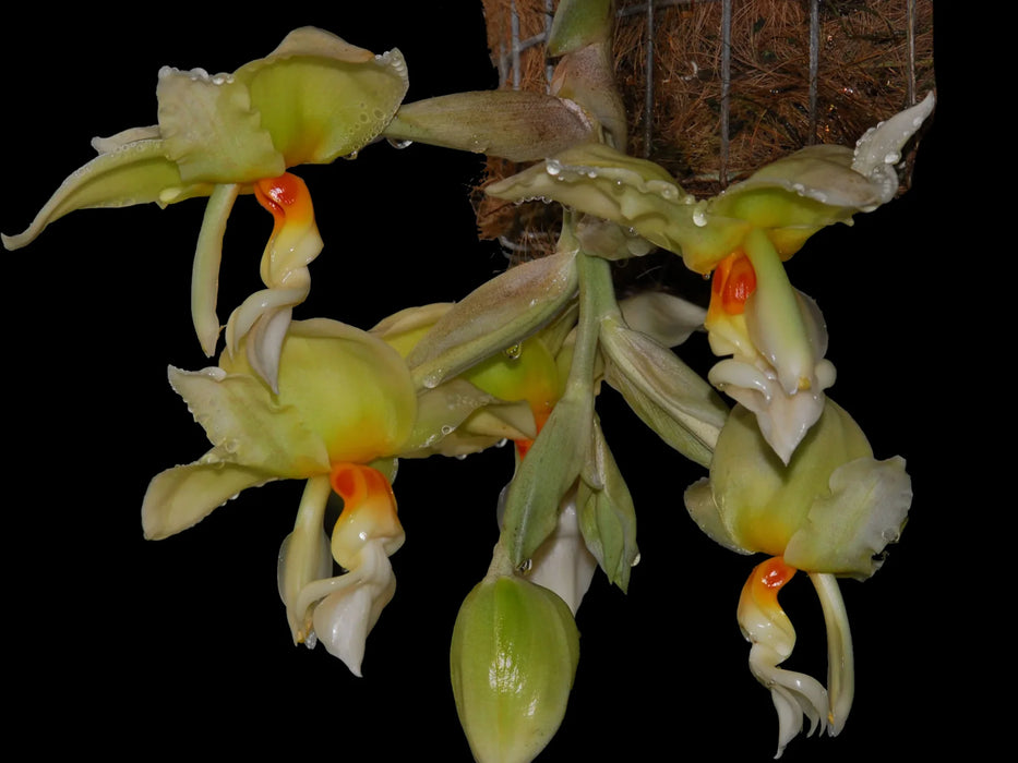 Stanhopea ruckeri