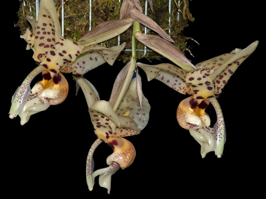 Stanhopea shuttleworthii