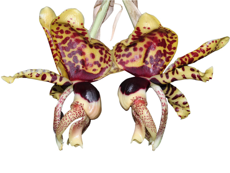 Stanhopea tigrina