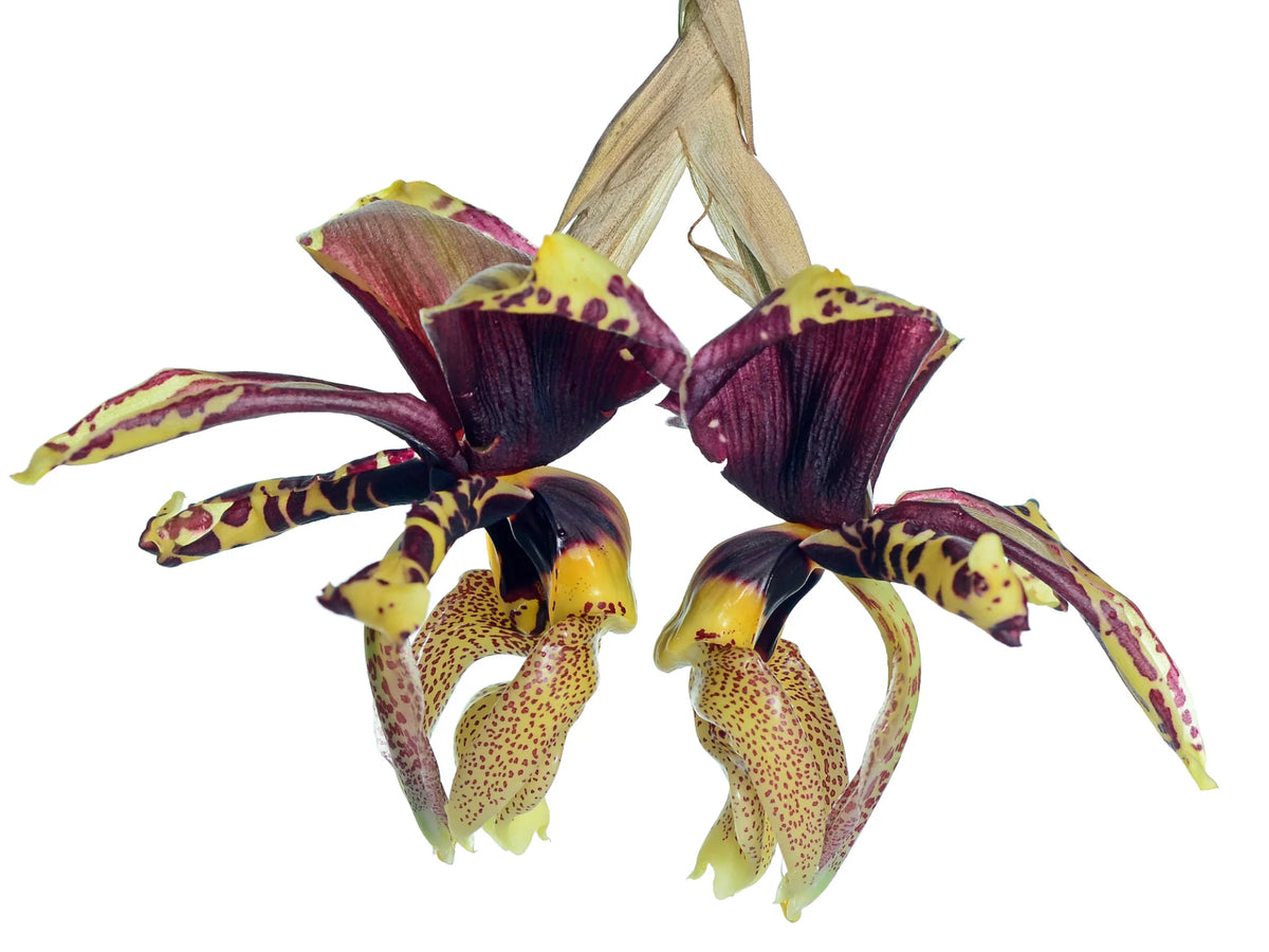 洋蘭　蘭　Stanhopea tigrina 吊り　スタンホペア 960px-A_and_B_Larsen_orchids_-