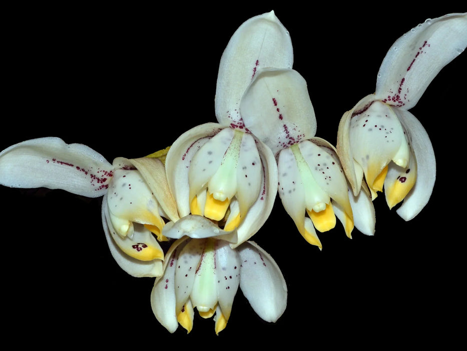 Stanhopea tricornis