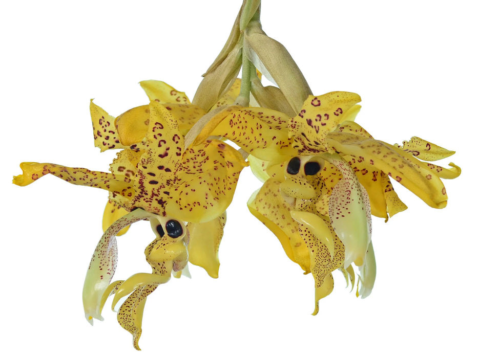 Stanhopea wardii