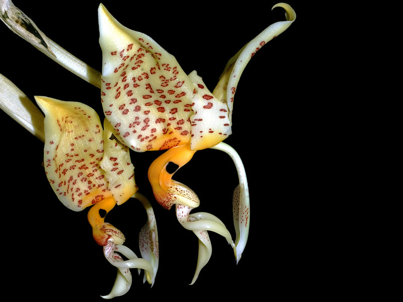 Stanhopea whittenii