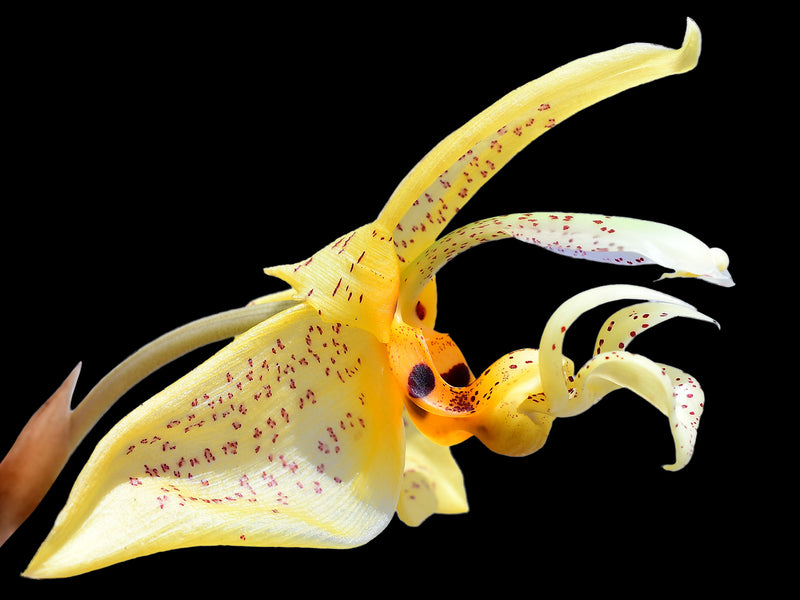 Stanhopea whittenii