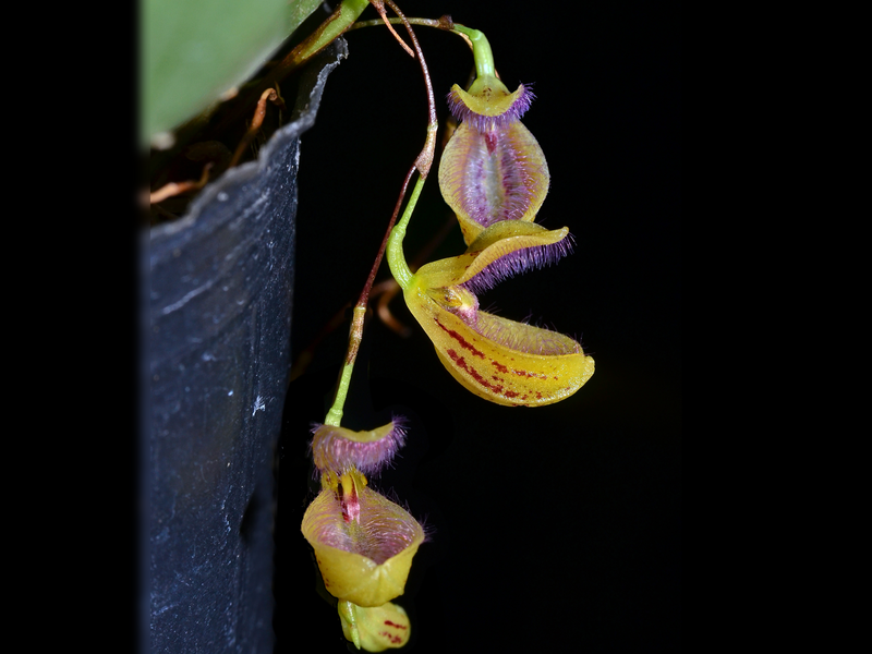 Stelis oscargrouchii