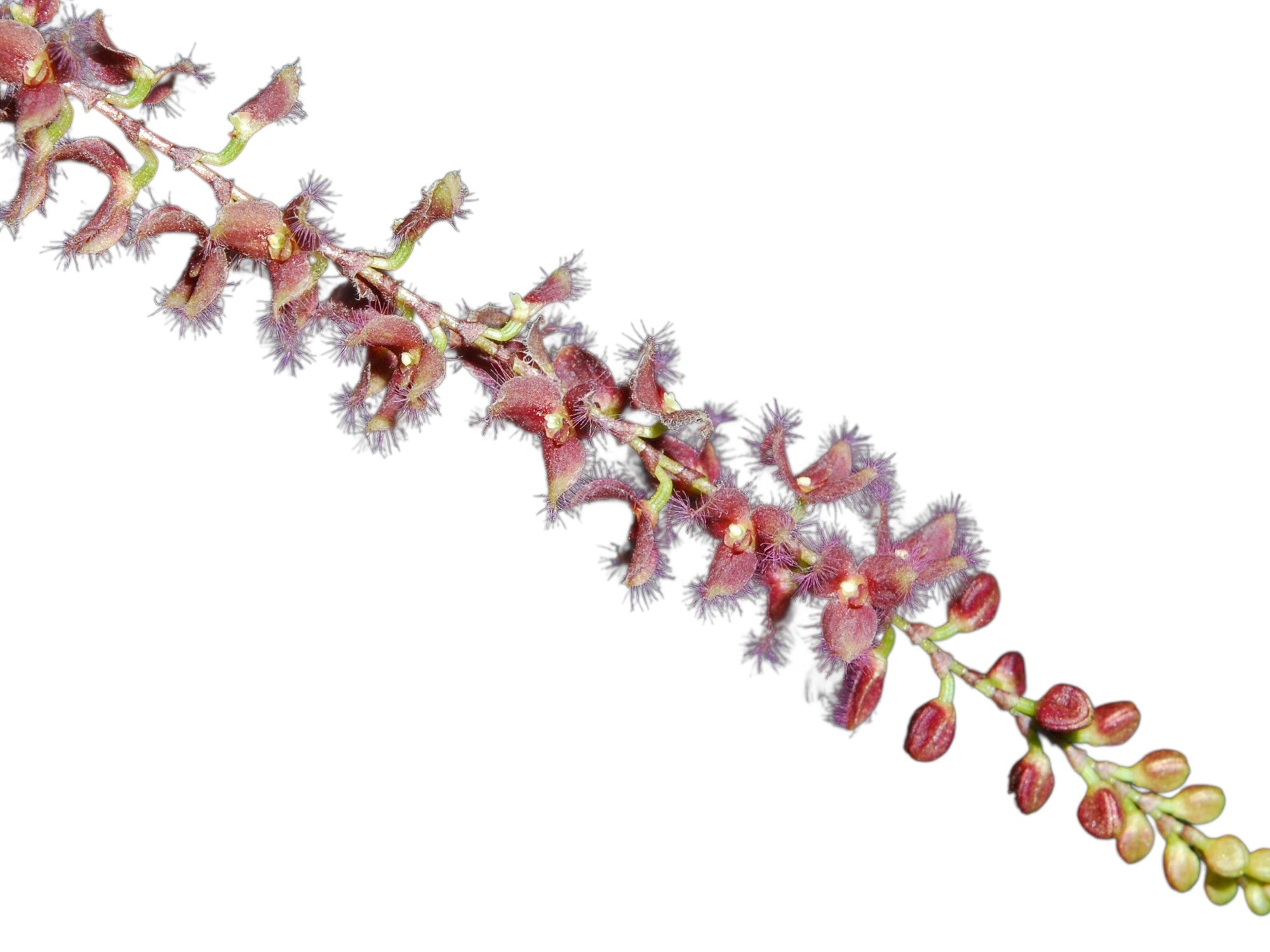 Stelis ciliaris