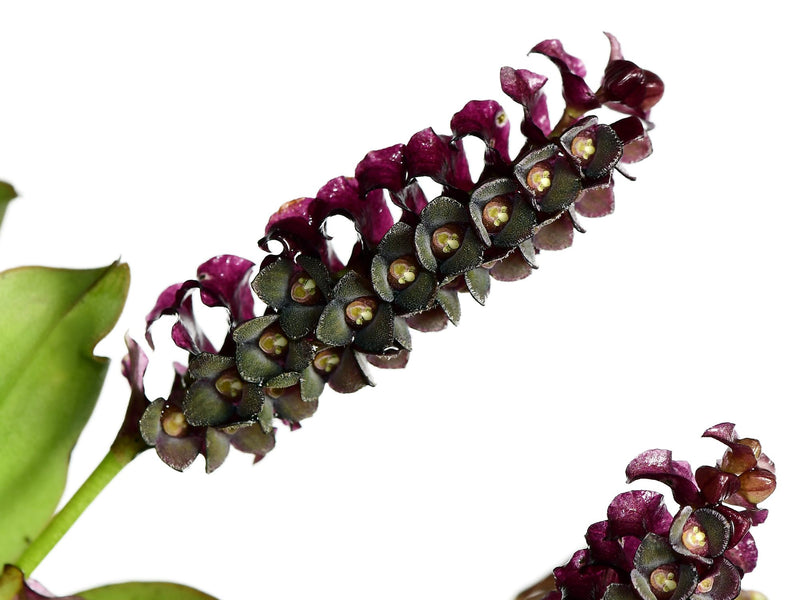 Stelis alexportillae